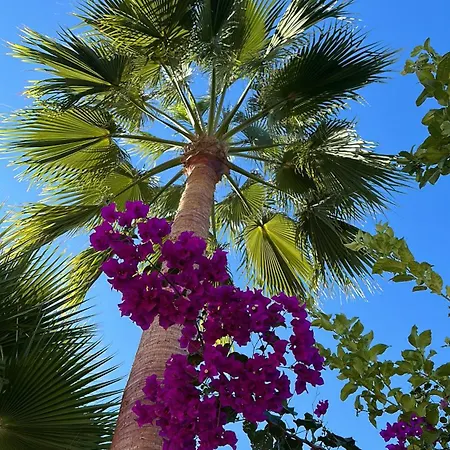 La Vida En Rosa Marbella